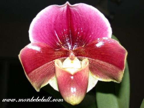 Paph Startler 'Glace'.jpg